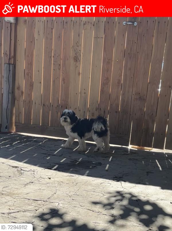 Lost Male Dog last seen Mission blv, Riverside, CA 92509