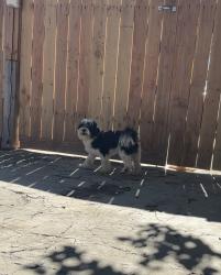 Lost Male Dog last seen Mission blv , Riverside, CA 92509