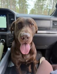 Lost Male Dog last seen Derby Road and Mcbride, Jackson Springs, NC 27281