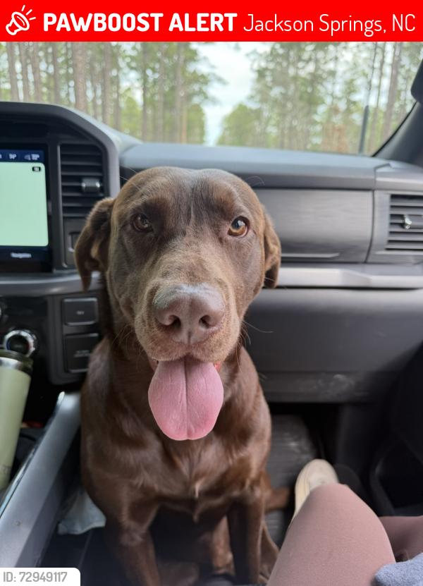 Lost Male Dog last seen Derby Road and Mcbride, Jackson Springs, NC 27281