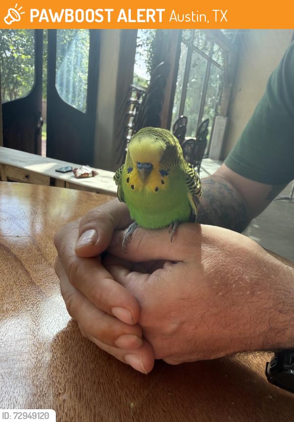 Found/Stray Unknown Bird last seen Barr Mansion, Austin, TX 78754
