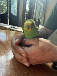 Found/Stray Unknown Bird last seen Barr Mansion, Austin, TX 78754