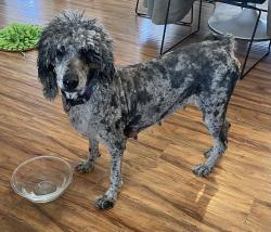Found/Stray Female Dog last seen W Verde Way and El Capitan, Las Vegas, NV 89149