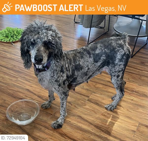 Found/Stray Female Dog last seen W Verde Way and El Capitan, Las Vegas, NV 89149