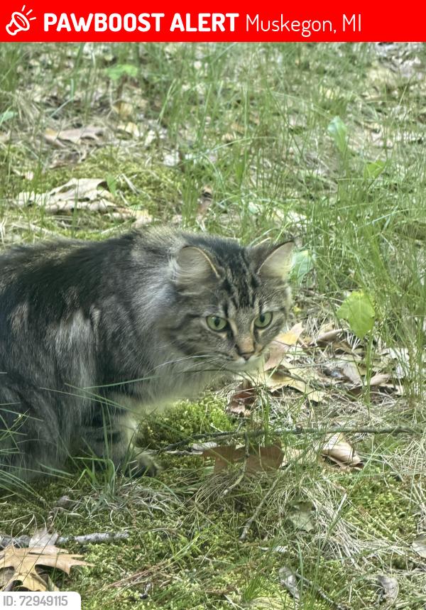 Lost Female Cat last seen Wesco, Muskegon, MI 49444