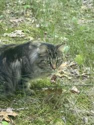 Lost Female Cat last seen Wesco, Muskegon, MI 49444