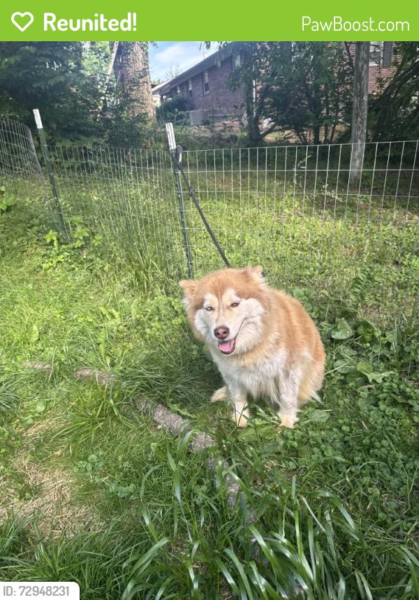 Reunited Female Dog last seen Abingdon, VA, USA, Abingdon, VA 24210