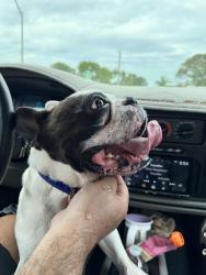 Found/Stray Male Dog last seen Lejeune Rd & E 16 st 33010, Miami-Dade County, FL 33134