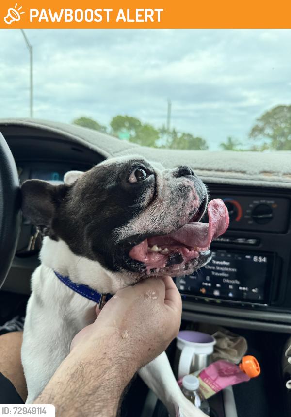 Found/Stray Male Dog last seen Lejeune Rd & E 16 st 33010, Miami-Dade County, FL 33134
