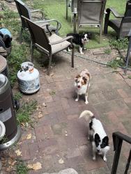 Lost Female Dog last seen Blair and Salisbury in Hyde park , St. Louis, MO 63107