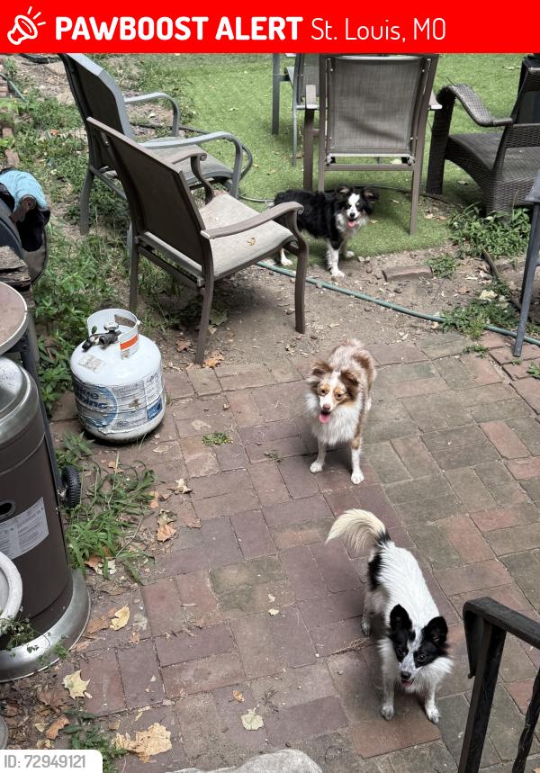 Lost Female Dog last seen Blair and Salisbury in Hyde park , St. Louis, MO 63107