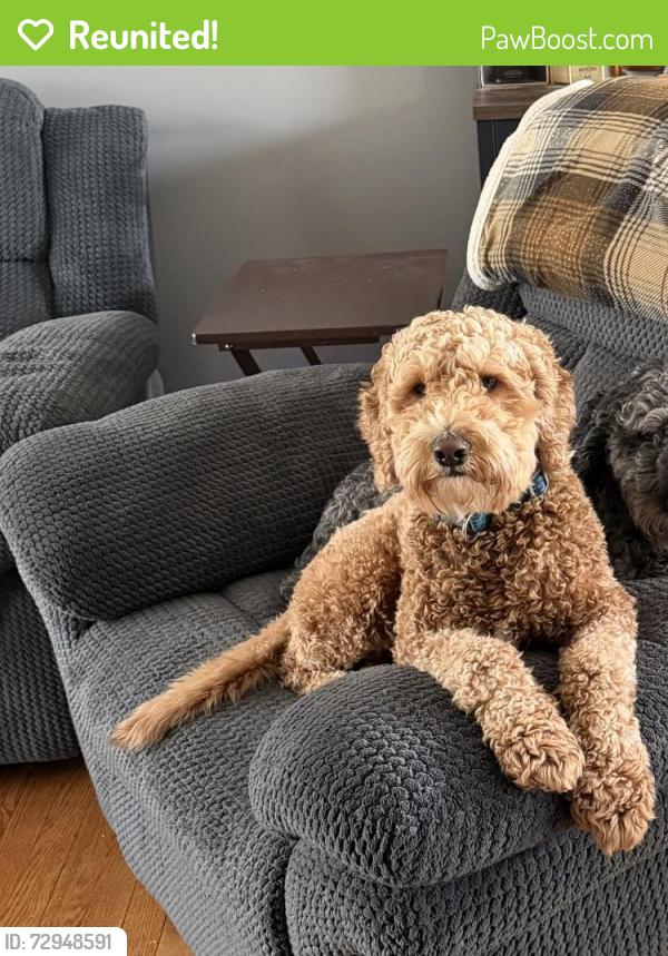 Reunited Male Dog last seen hawthorne ave and oxford , Westchester, IL 60154