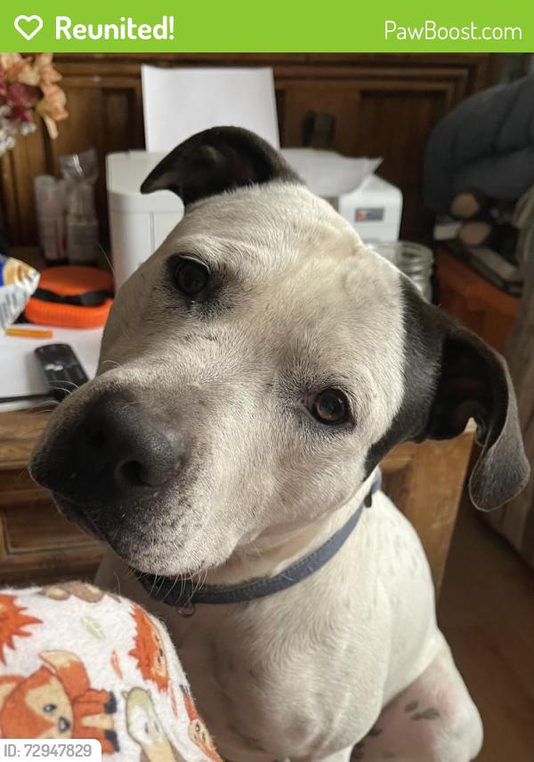Reunited Male Dog last seen Sandia Mountain Ranch , Tijeras, NM 87059