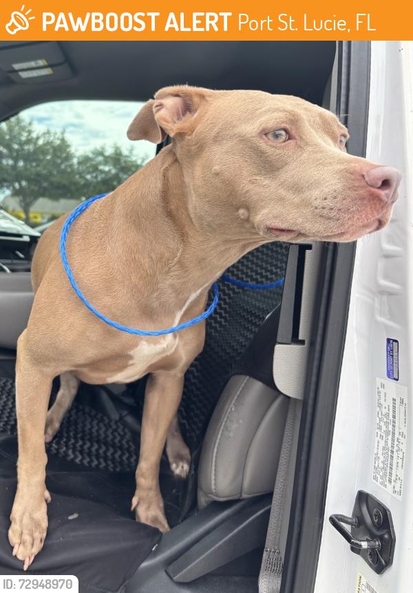 Found/Stray Unknown Dog last seen Port St Lucie, Port St. Lucie, FL 34986