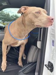 Found/Stray Unknown Dog last seen Port St Lucie, Port St. Lucie, FL 34986