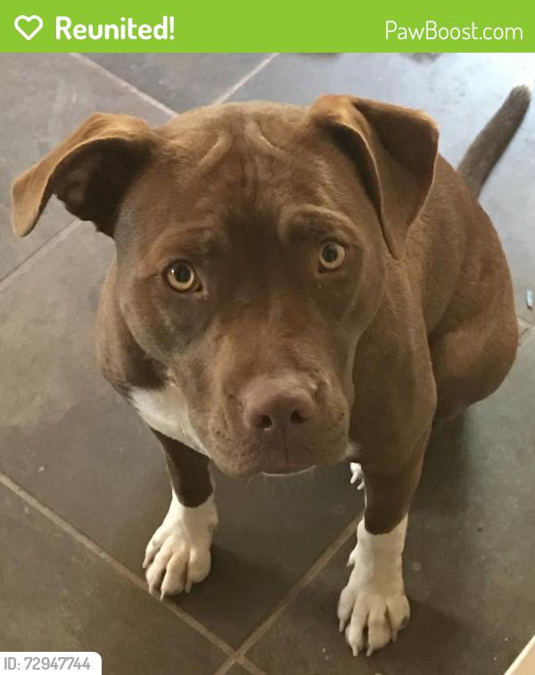 Reunited Female Dog last seen Sandia Mountain Ranch, Tijeras, NM 87059