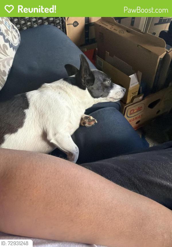 Reunited Female Dog last seen Evergreen and windy pine cove, Jonesboro, AR 72401