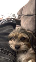 Lost Female Dog last seen Duffy Street Muscoy, near Norms liquor store, Muscoy, CA 92407