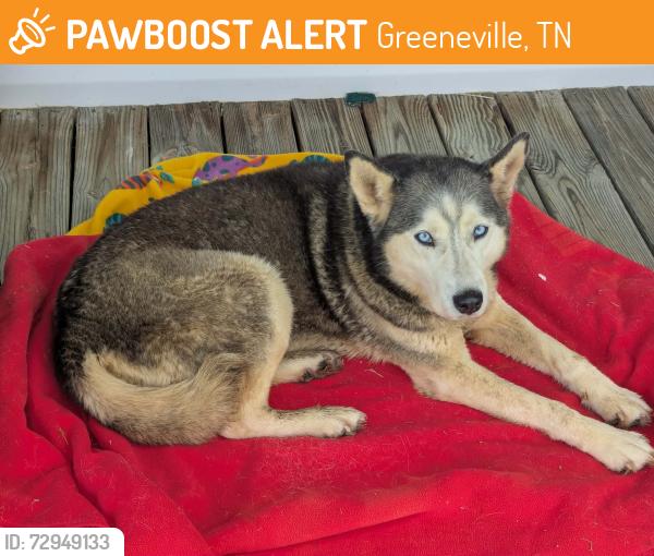 Found/Stray Female Dog last seen Jones Bridge , Greeneville, TN 37743