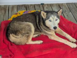 Found/Stray Female Dog last seen Jones Bridge , Greeneville, TN 37743