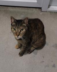 Found/Stray Female Cat last seen Hawthorne and Emerson, Palm Bay, FL 32907