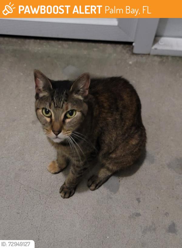 Found/Stray Female Cat last seen Hawthorne and Emerson, Palm Bay, FL 32907