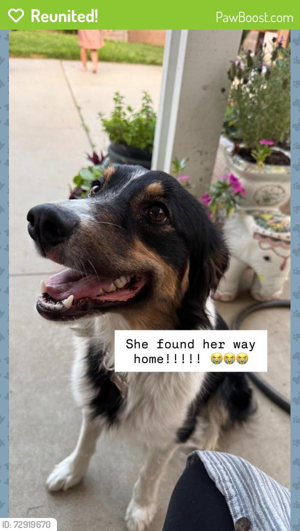 Reunited Female Dog last seen 19th and Euclid , Upland, CA 91784