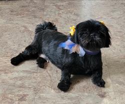 Reunited Female Dog last seen 12th Ave NE and Robinson , Norman, OK 73071