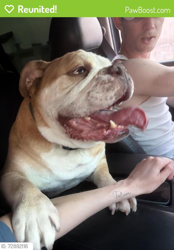 Reunited Male Dog last seen Centennial pkwy and Fort Apache , Las Vegas, NV 89149