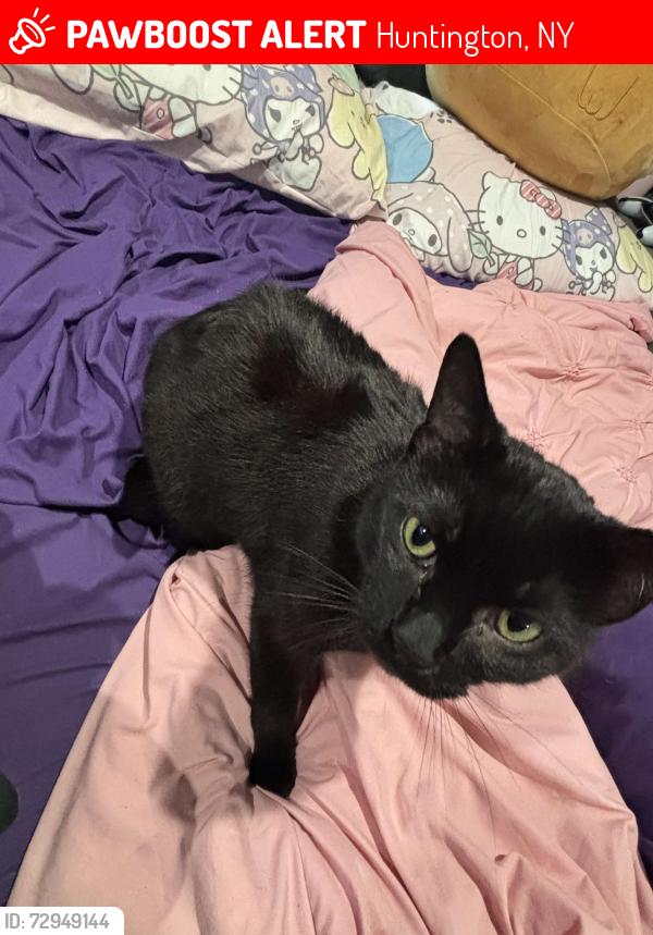 Lost Male Cat last seen Little Plains Rd and Broadway, Huntington, NY 11743