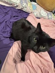Lost Male Cat last seen Little Plains Rd and Broadway, Huntington, NY 11743