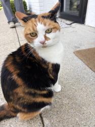 Found/Stray Unknown Cat last seen Hayden Rd, Columbus, OH 43235