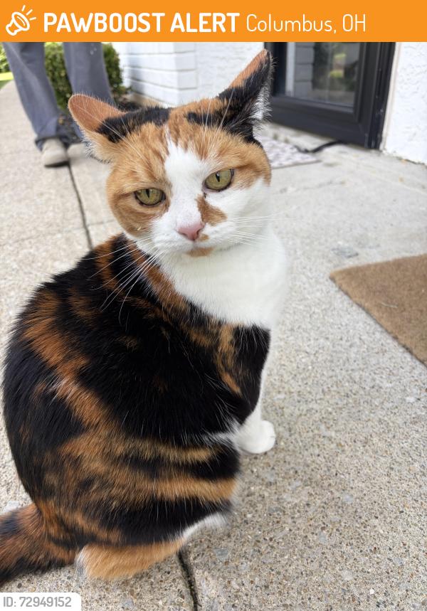 Found/Stray Unknown Cat last seen Hayden Rd, Columbus, OH 43235