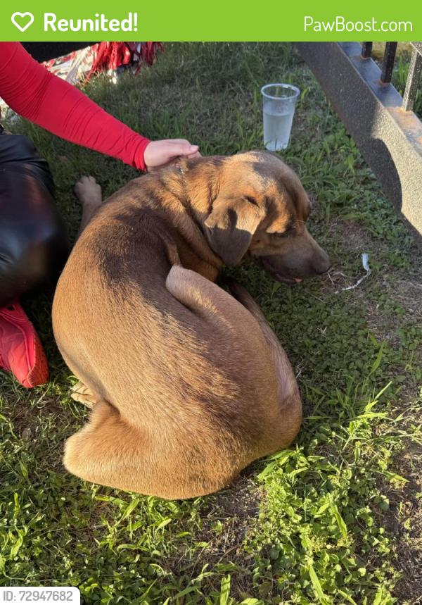 Reunited Male Dog last seen Near McCart Ave Fort Worth Tx 76133, Fort Worth, TX 76133