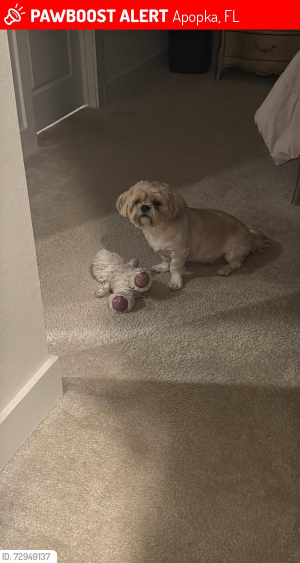 Lost Male Dog last seen Cedar Rose St, Apopka FL (The Oaks at Kelly Park), Apopka, FL 32712