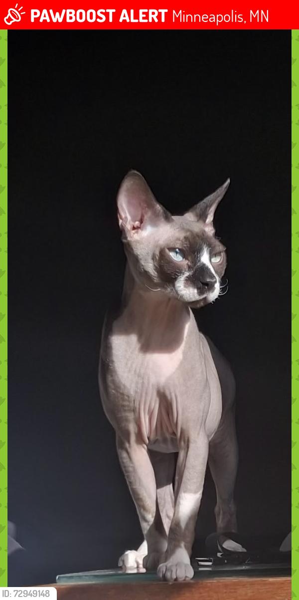 Lost Male Cat last seen Near ave ne and Stinson blvd, Minneapolis, MN 55418