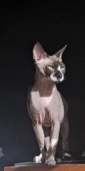 Lost Male Cat last seen Near ave ne and Stinson blvd, Minneapolis, MN 55418