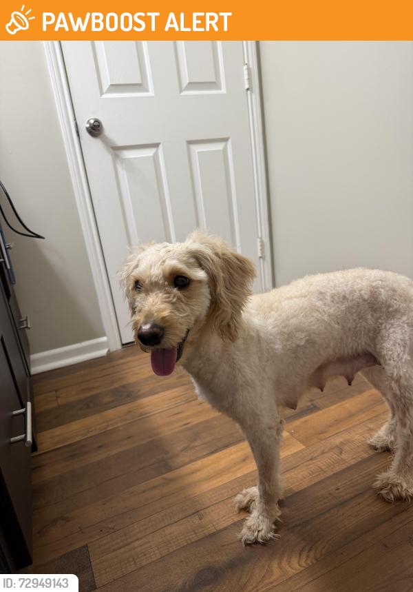 Found/Stray Female Dog last seen Eddies Boat Storage, Anderson County, TN 37828