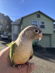 Lost Male Bird last seen Recycle Lane, San Francisco, CA 94134