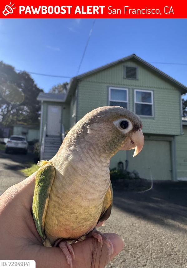 Lost Male Bird last seen Recycle Lane, San Francisco, CA 94134