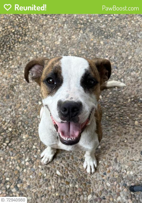 Reunited Female Dog last seen San Felipe & Fountain View, Houston, TX 77057