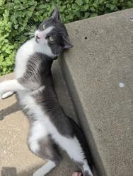 Found/Stray Male Cat last seen SE 4th Terr and Colony Dr Lee's Summit , Lee's Summit, MO 64063