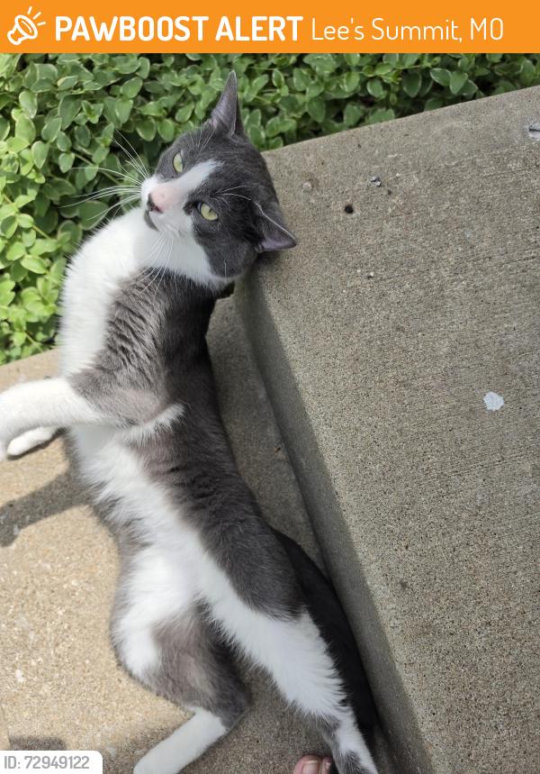 Found/Stray Male Cat last seen SE 4th Terr and Colony Dr Lee's Summit , Lee's Summit, MO 64063