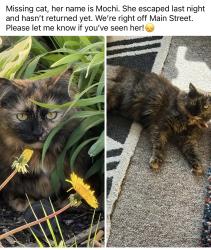 Lost Female Cat last seen Near Phelps street , Canandaigua, NY 14424