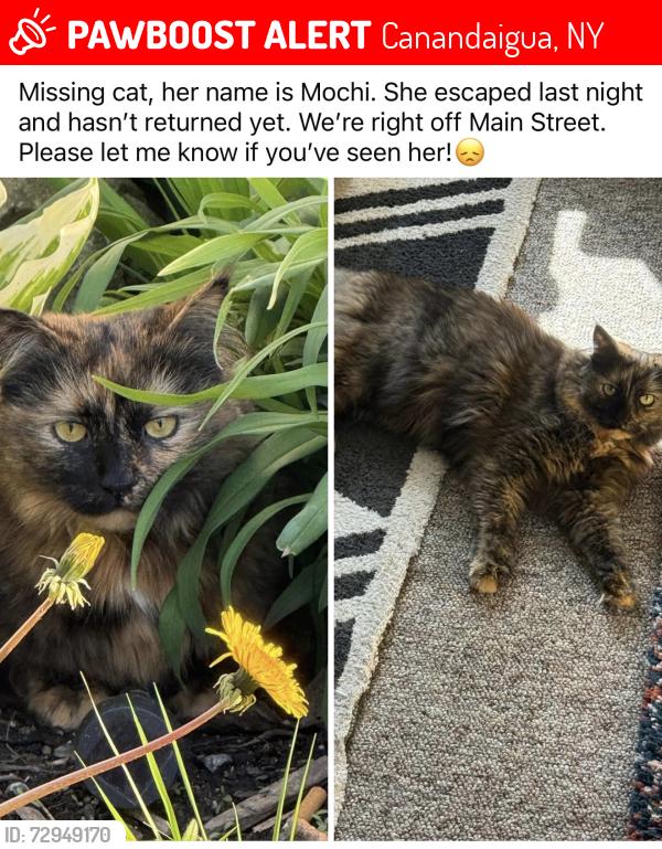 Lost Female Cat last seen Near Phelps street , Canandaigua, NY 14424