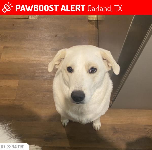 Lost Female Dog last seen First & Miller, Garland, TX 75040