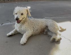 Reunited Male Dog last seen Kilmer and Juniper Ave Las Crues, NM, Las Cruces, NM 88001