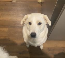 Lost Female Dog last seen First & Miller, Garland, TX 75040