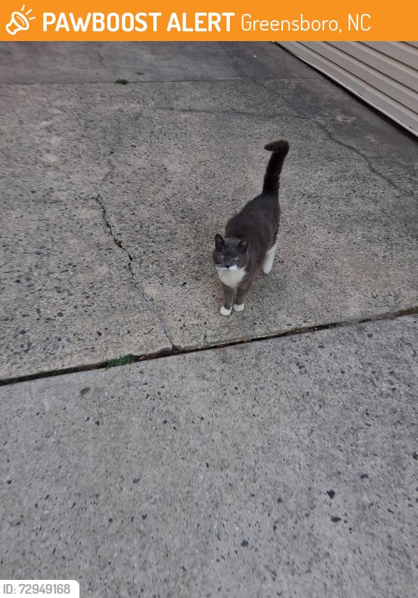 Found/Stray Unknown Cat last seen Allerton Place apmts , Greensboro, NC 27409