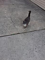Found/Stray Unknown Cat last seen Allerton Place apmts , Greensboro, NC 27409